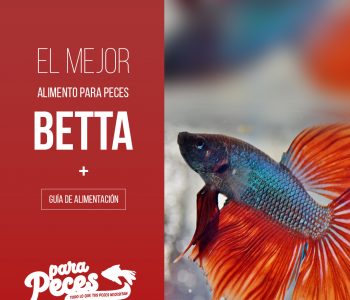 que comen peces betta guía tutorial