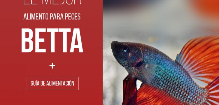 que comen peces betta guía tutorial
