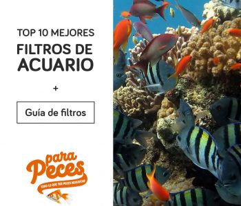 el mejor filtro de peceras para peces