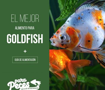 guia de alimentación del goldfish