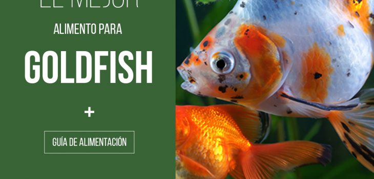guia de alimentación del goldfish