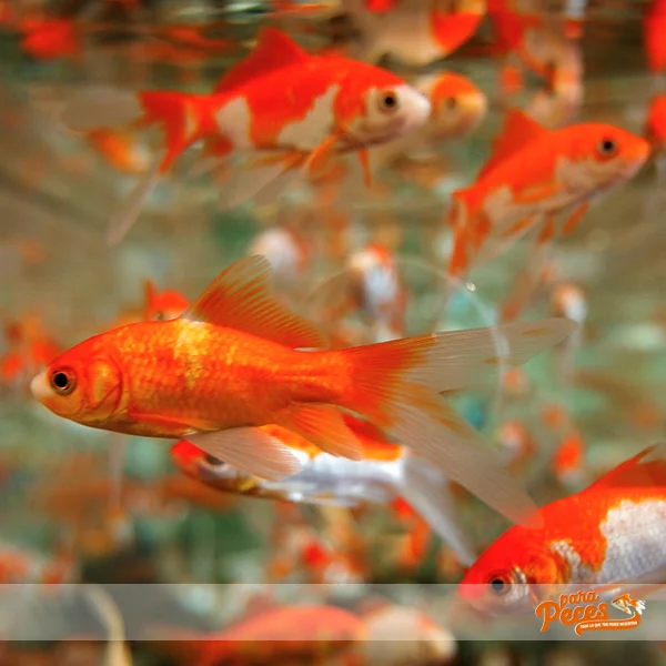 que comen los goldfish