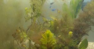 Eliminar-alga-marron-acuario parapeces.org