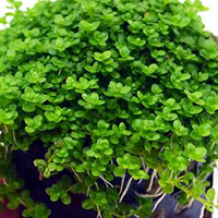 Micranthemum callitrichoides precio planta viva para principiantes