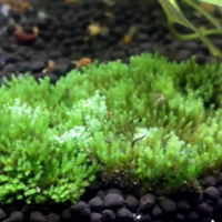 imagen de musgo de java para acuarios plantados