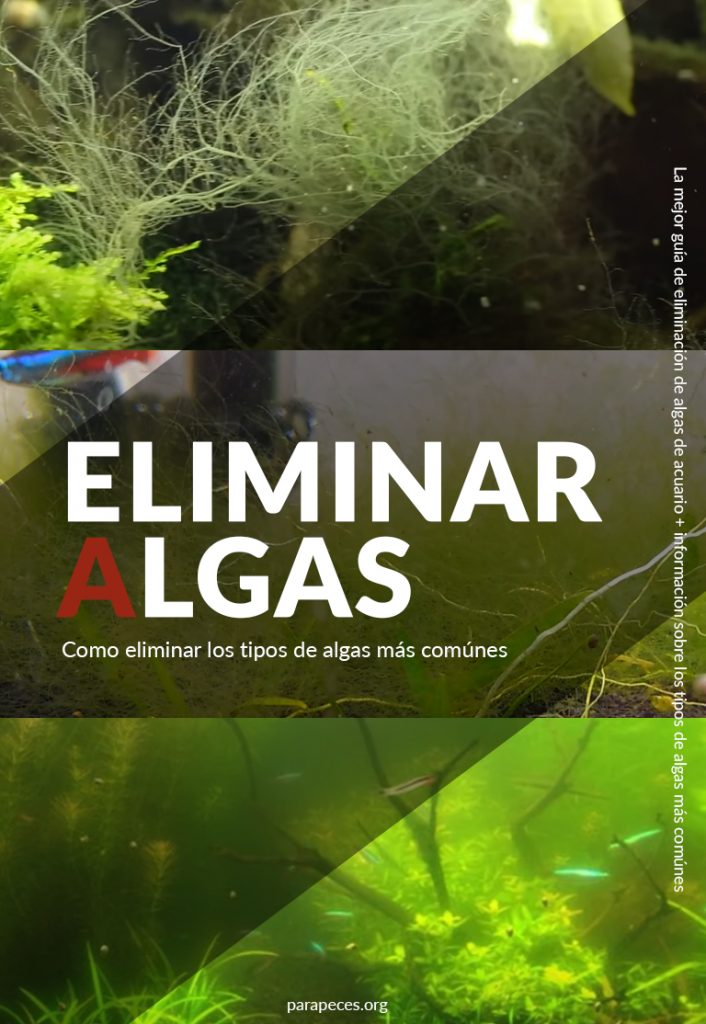 eliminar algas imagen de algas de acuario