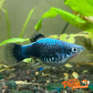 pez platy azul