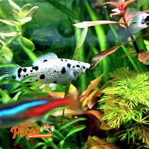 pez molly blanco con manchas negras