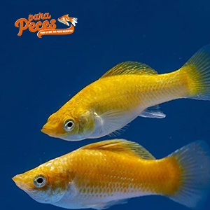 peces molly comunes