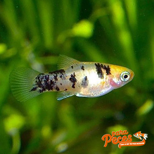pez platy marlmolado