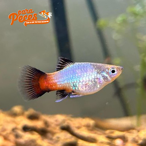 platy cola negra