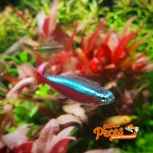 pez cardenal tetra