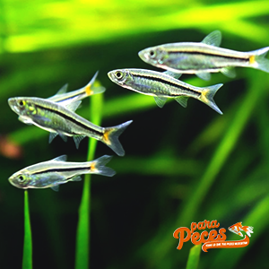 peces rasbora cardumen
