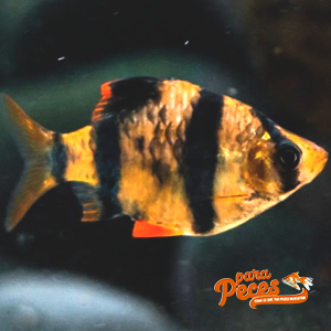 pez barbo tigre