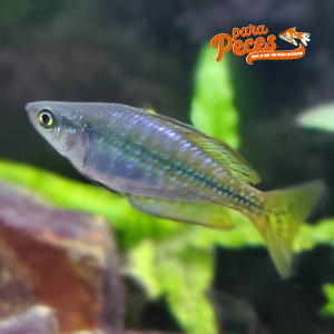 fotografias del pez arcoiris australiano
