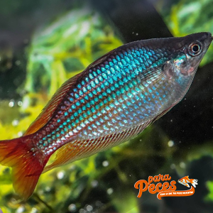 imagen del melanotaenia fluviatilis
