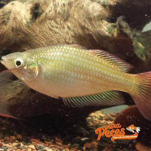 pez arcoiris australiano claro