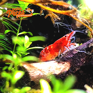 gamba red cherry en acuario