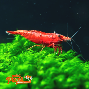 neocaridina red cherry