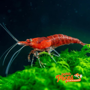 foto de gamba red cherry