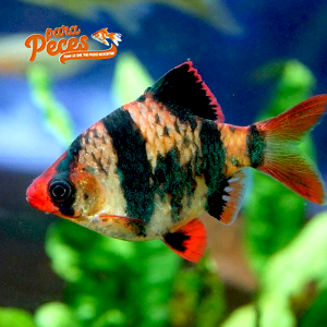 pez barbo tigre