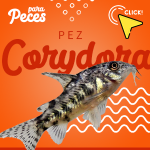 pez compatible con barbo de sumatra