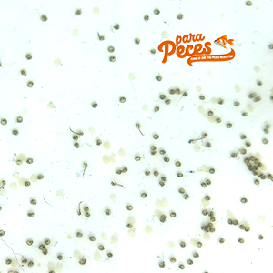 huevos pez dorado