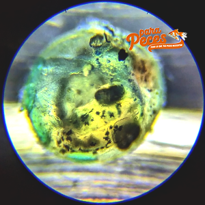 huevos de pez goldfish microscopio